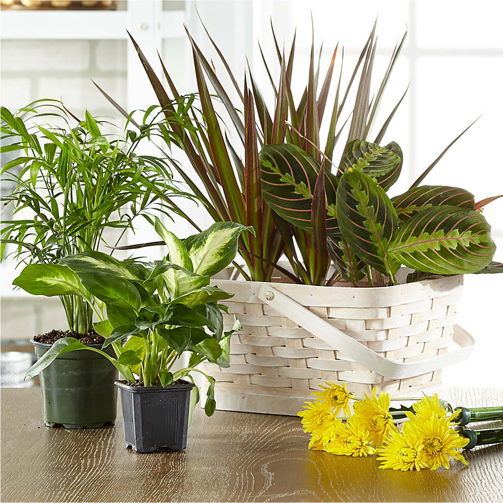Florist Designed Blooming and Green Plants in a Basket – Abc Florist, Mullens WV