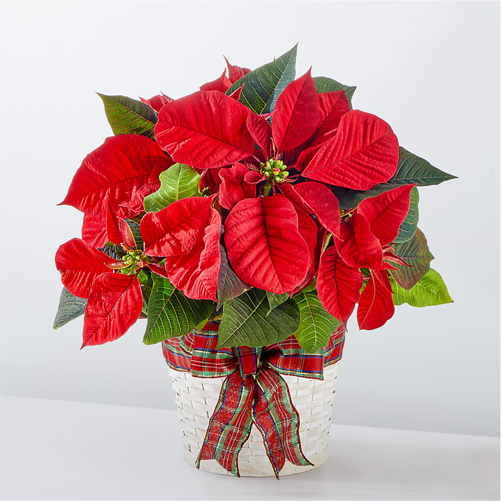 Happiest Holidays Poinsettia – Abc Florist, Mullens WV