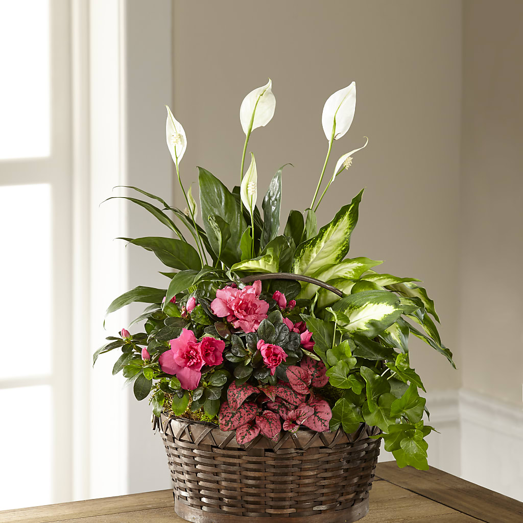Dream in Pink Dishgarden – Abc Florist, Mullens WV