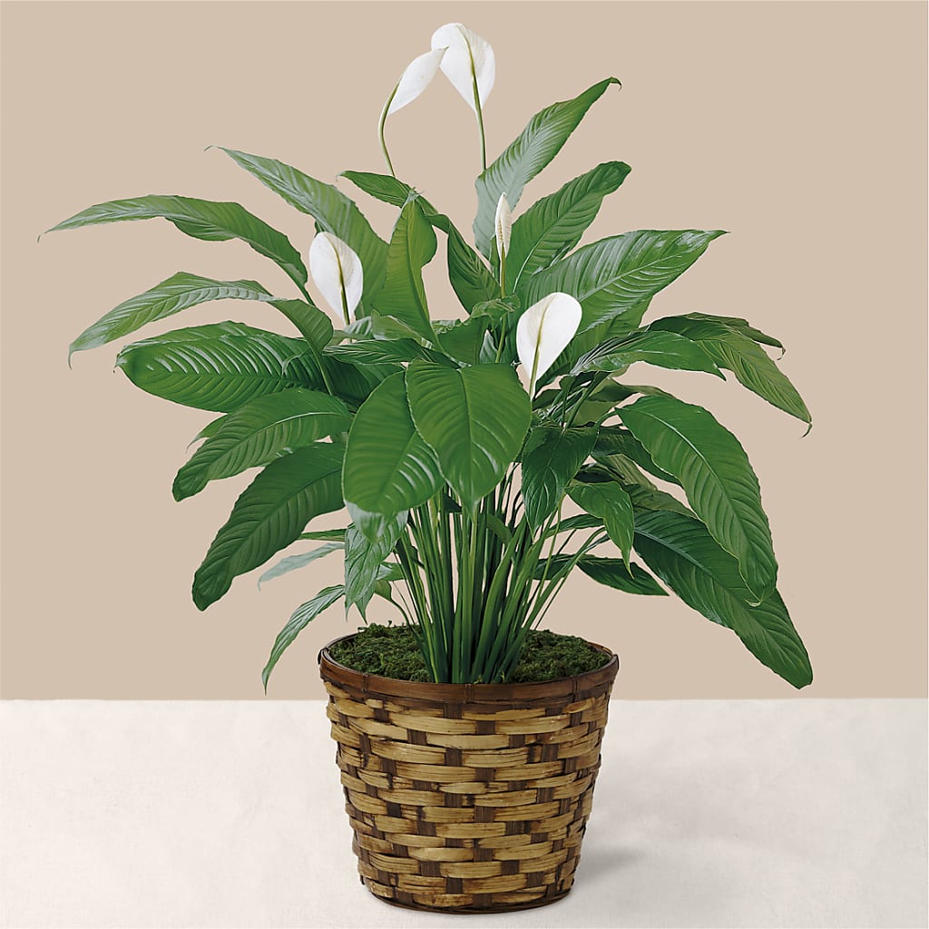 Tranquil Moments Peace Lily Plant – Abc Florist, Mullens WV