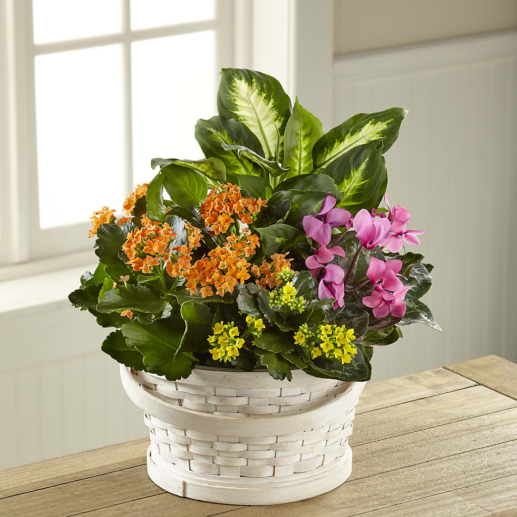 Color Crush Dishgarden – Abc Florist, Mullens WV