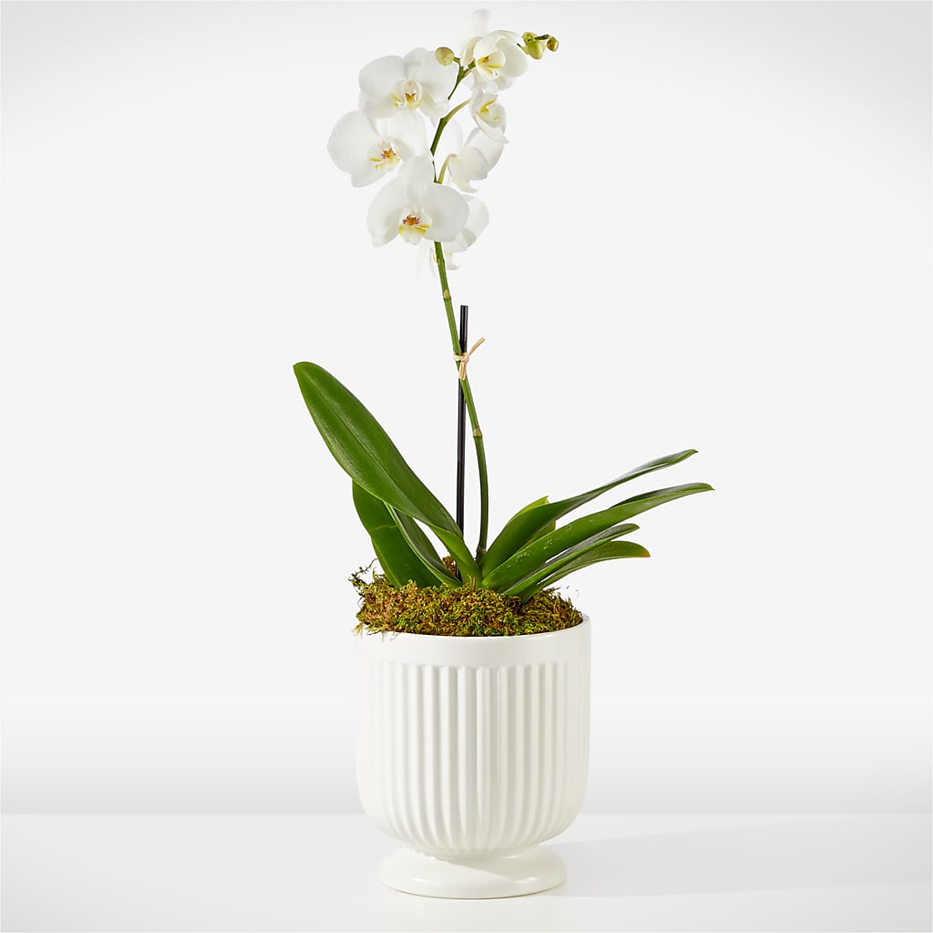 Whispering White Orchid – Abc Florist, Mullens WV