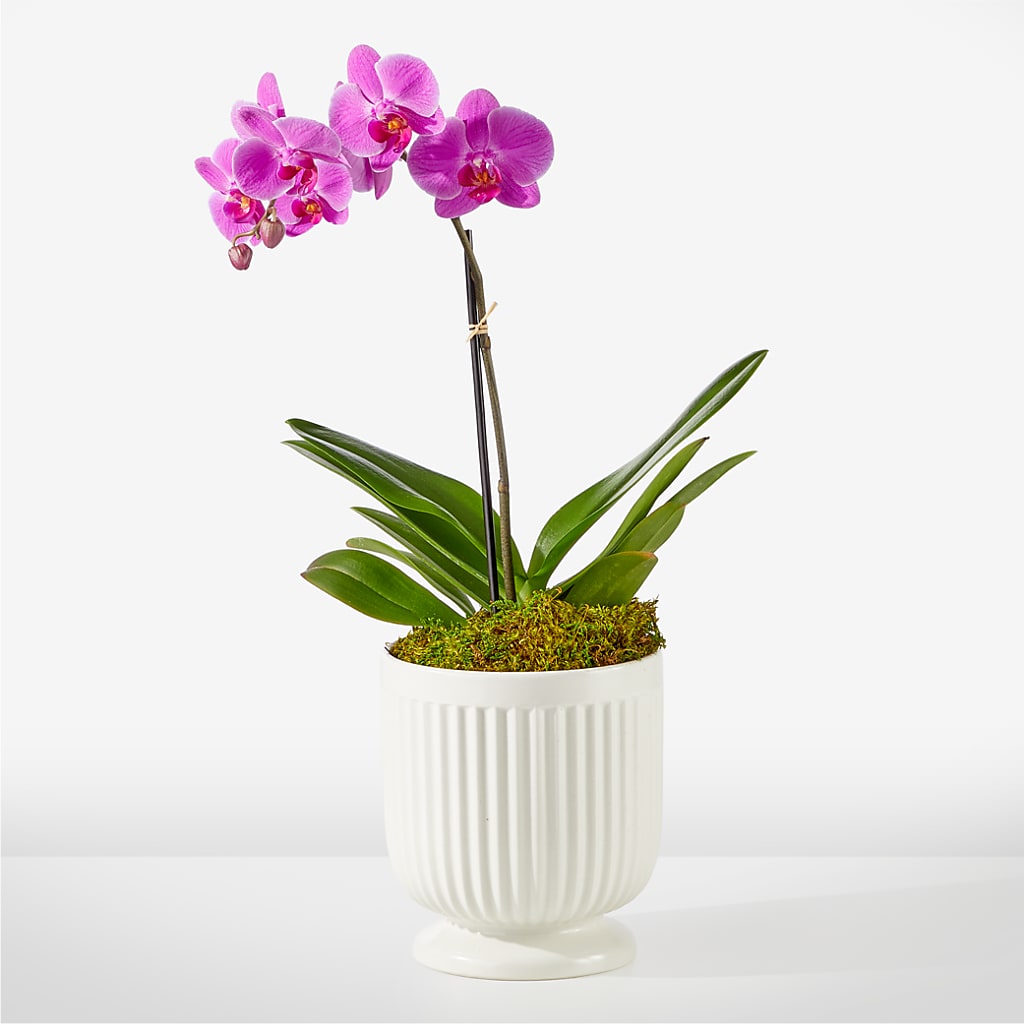 Friendly Fuchsia Orchid – Abc Florist, Mullens WV