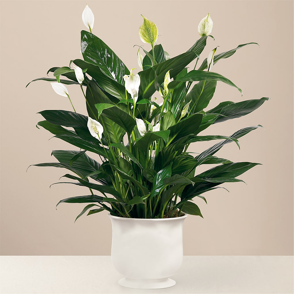 Comfort Planter – Abc Florist, Mullens WV