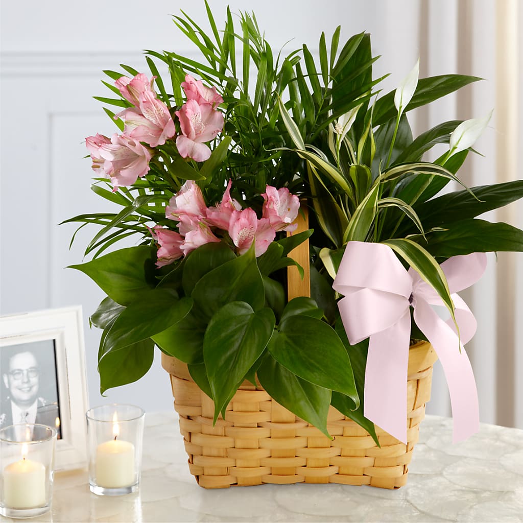Living Spirit Dishgarden – Abc Florist, Mullens WV
