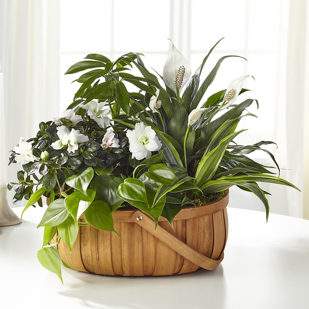 Serene Dishgarden – Abc Florist, Mullens WV
