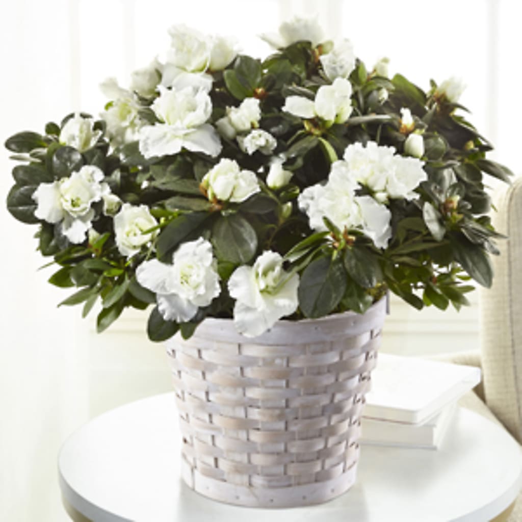 White Azalea Plant – Abc Florist, Mullens WV