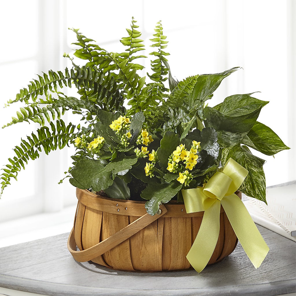Always Dear Dishgarden – Abc Florist, Mullens WV