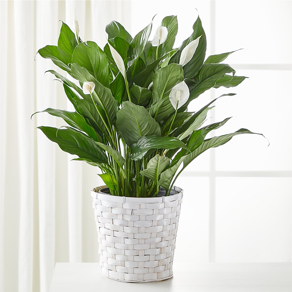 A New Leaf Peace Lily – Abc Florist, Mullens WV