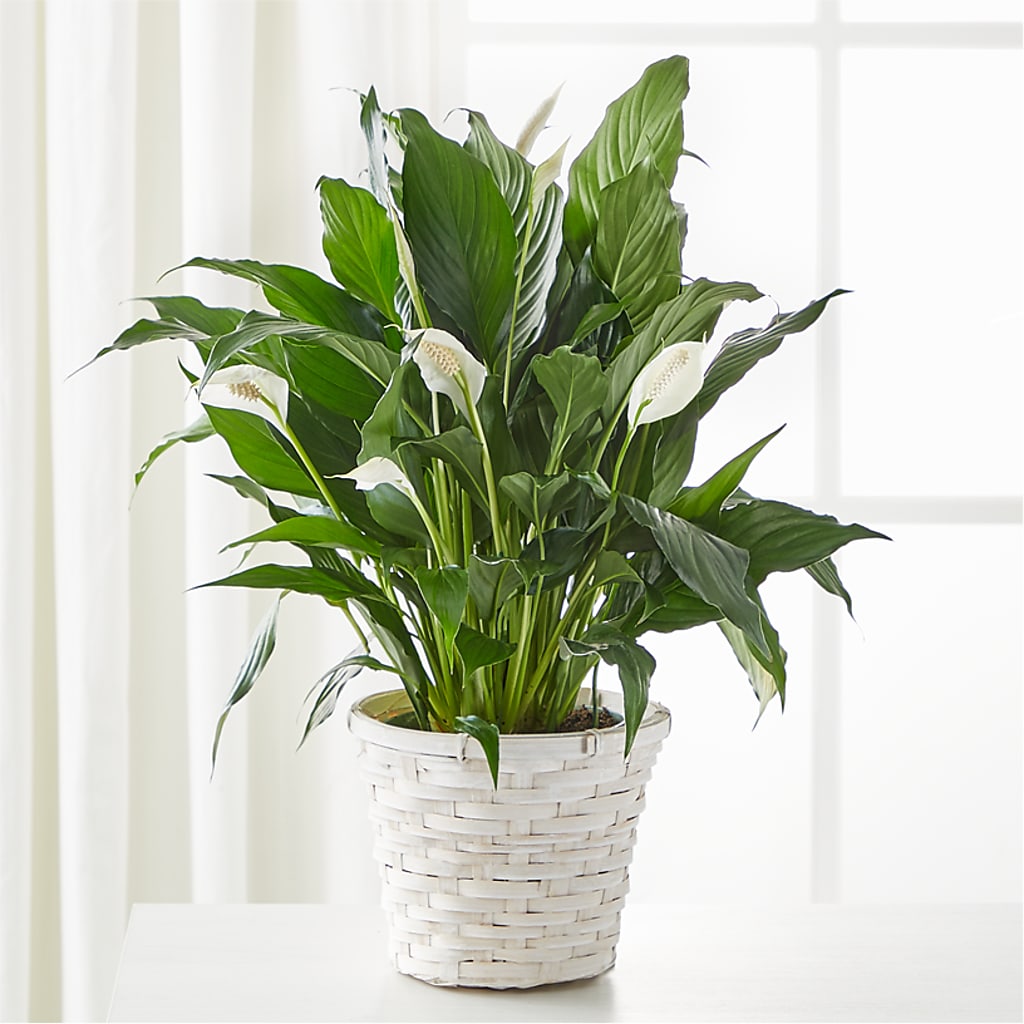 A New Leaf Peace Lily – Abc Florist, Mullens WV