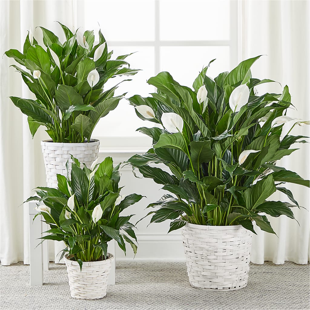 A New Leaf Peace Lily – Abc Florist, Mullens WV