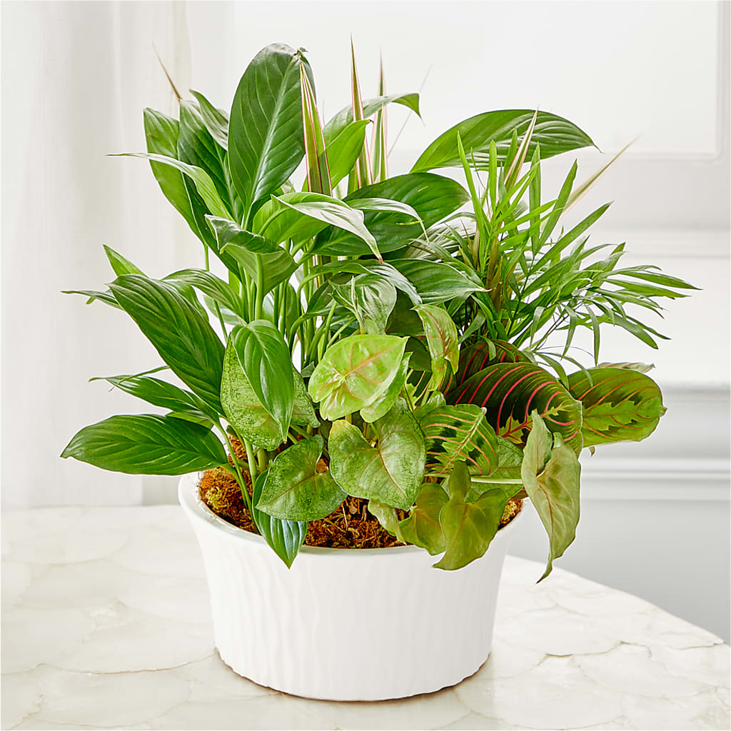 Balance & Harmony Dishgarden – Abc Florist, Mullens WV