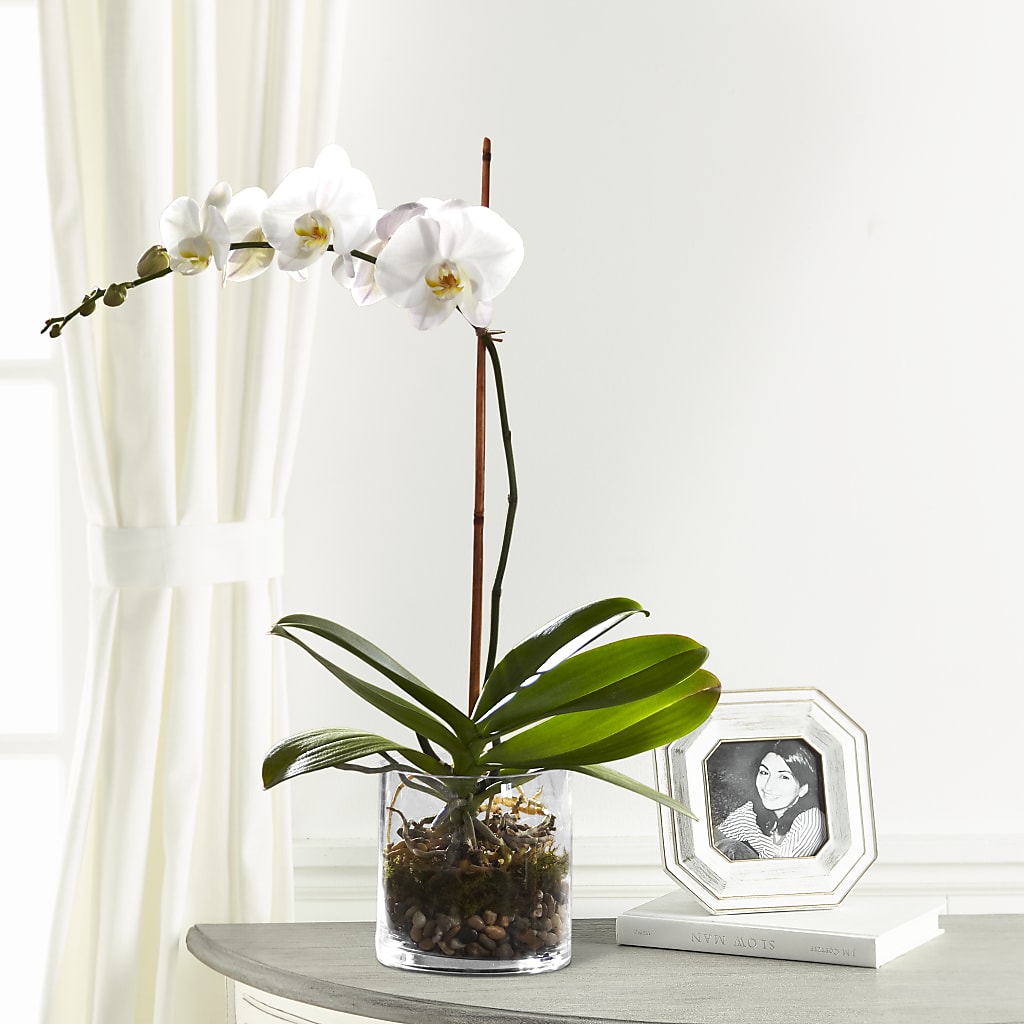 White Orchid Planter – Abc Florist, Mullens WV