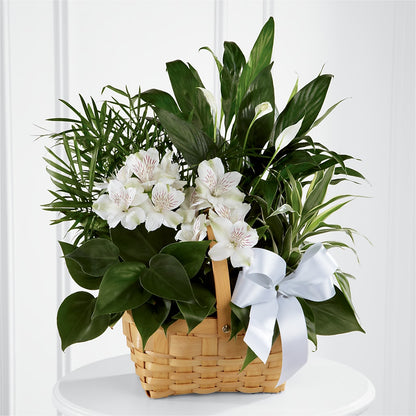 Peace & Serenity Dishgarden –  Abc Florist, Mullens WV