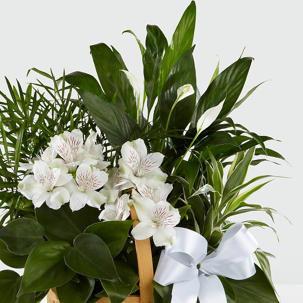 Peace & Serenity Dishgarden –  Abc Florist, Mullens WV
