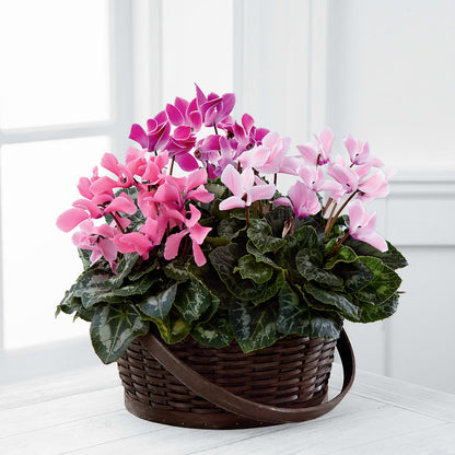 Mixed Cyclamen Planter –  Abc Florist, Mullens WV