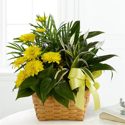 Loving Light Dishgarden –  Abc Florist, Mullens WV