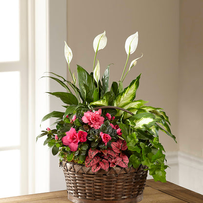 Dream in Pink Dishgarden –  Abc Florist, Mullens WV