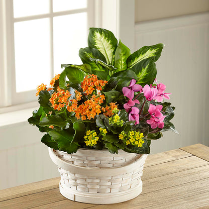 Color Crush Dishgarden –  Abc Florist, Mullens WV