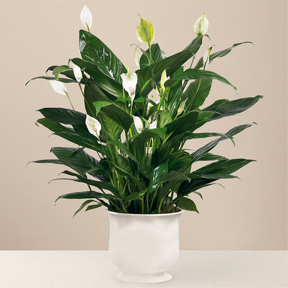 Comfort Planter –  Abc Florist, Mullens WV