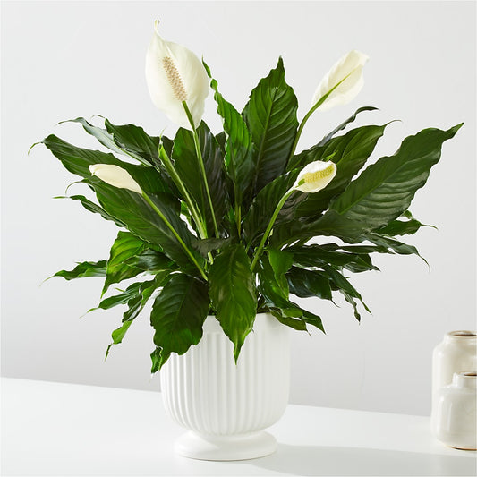 Comfort Planter –  Abc Florist, Mullens WV