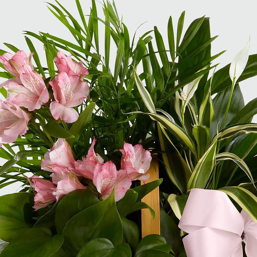 Living Spirit Dishgarden –  Abc Florist, Mullens WV