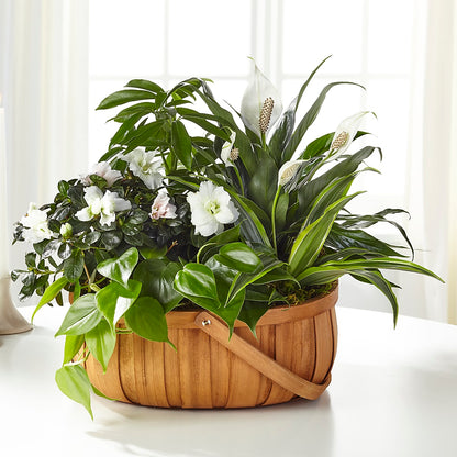 Serene Dishgarden –  Abc Florist, Mullens WV