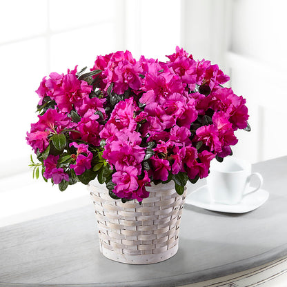 Hope & Serenity Azalea Plant –  Abc Florist, Mullens WV