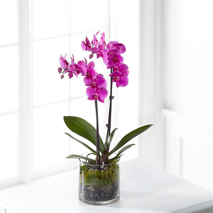 Pink Orchid Plant –  Abc Florist, Mullens WV