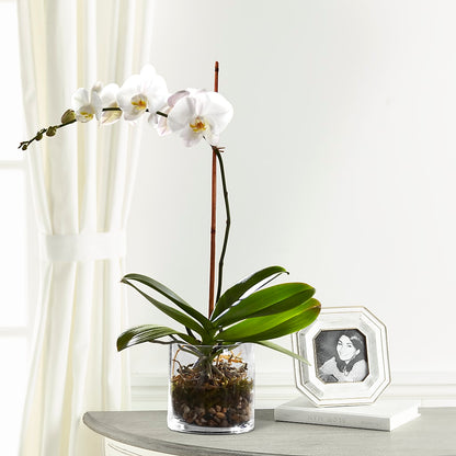 White Orchid Planter –  Abc Florist, Mullens WV